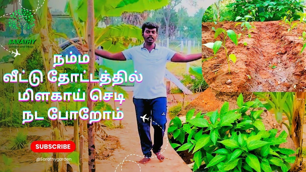நம்ம வீட்டு தோட்டத்தில் மிளகாய் செடி நட போறோம் Chilli Planting in my home garden , Sarathy garden
