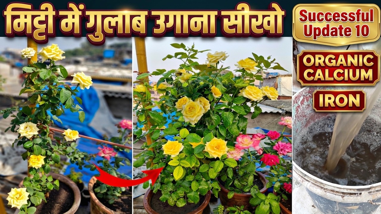 Successful update 10 मिट्टी में गुलाब उगाना सीखो  | ROSE PLANT IN SOIL | Best Rose Fertilizer