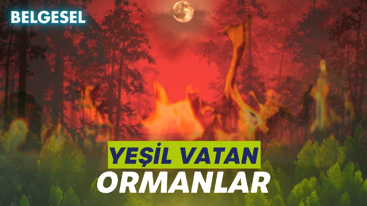 🏞Yeşil Vatan ''Ormanlar'' Belgeseli | Full HD