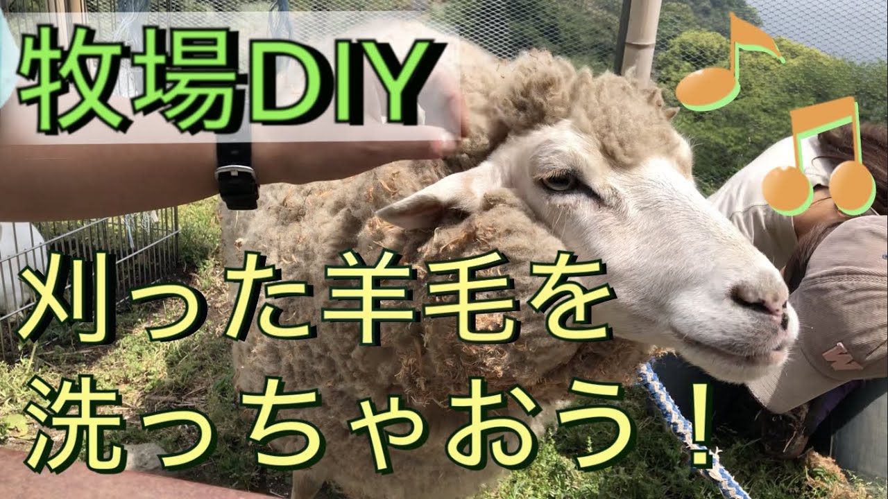 そのまま使うのはNG！【牧場DIY】刈りたての羊毛を洗おう！