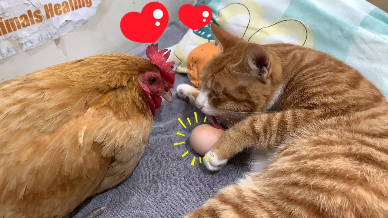 У меня живот болит от смеха! Курица влюбляется в котенка и хочет снести для котенка яйцо! Как мило!
