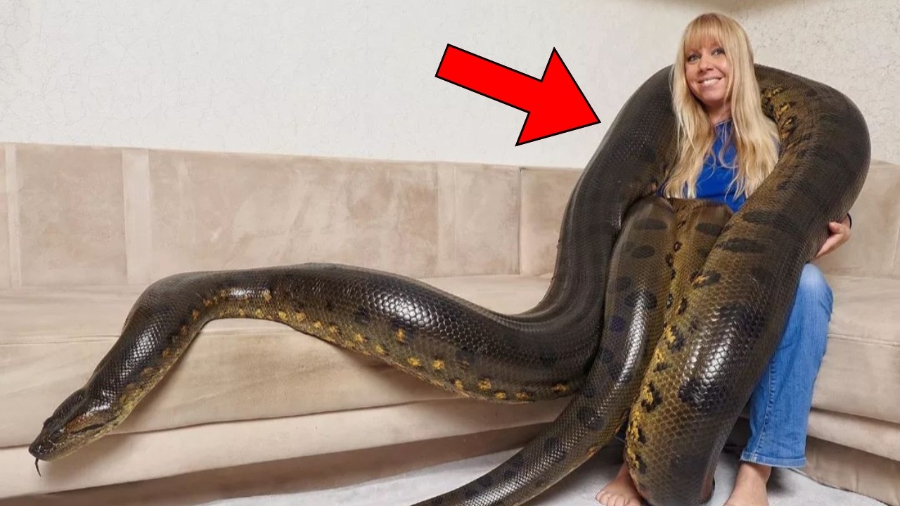 Woman Thought She Could Sleep Safely With Her Pet Python Every Night, Until This Happens ...