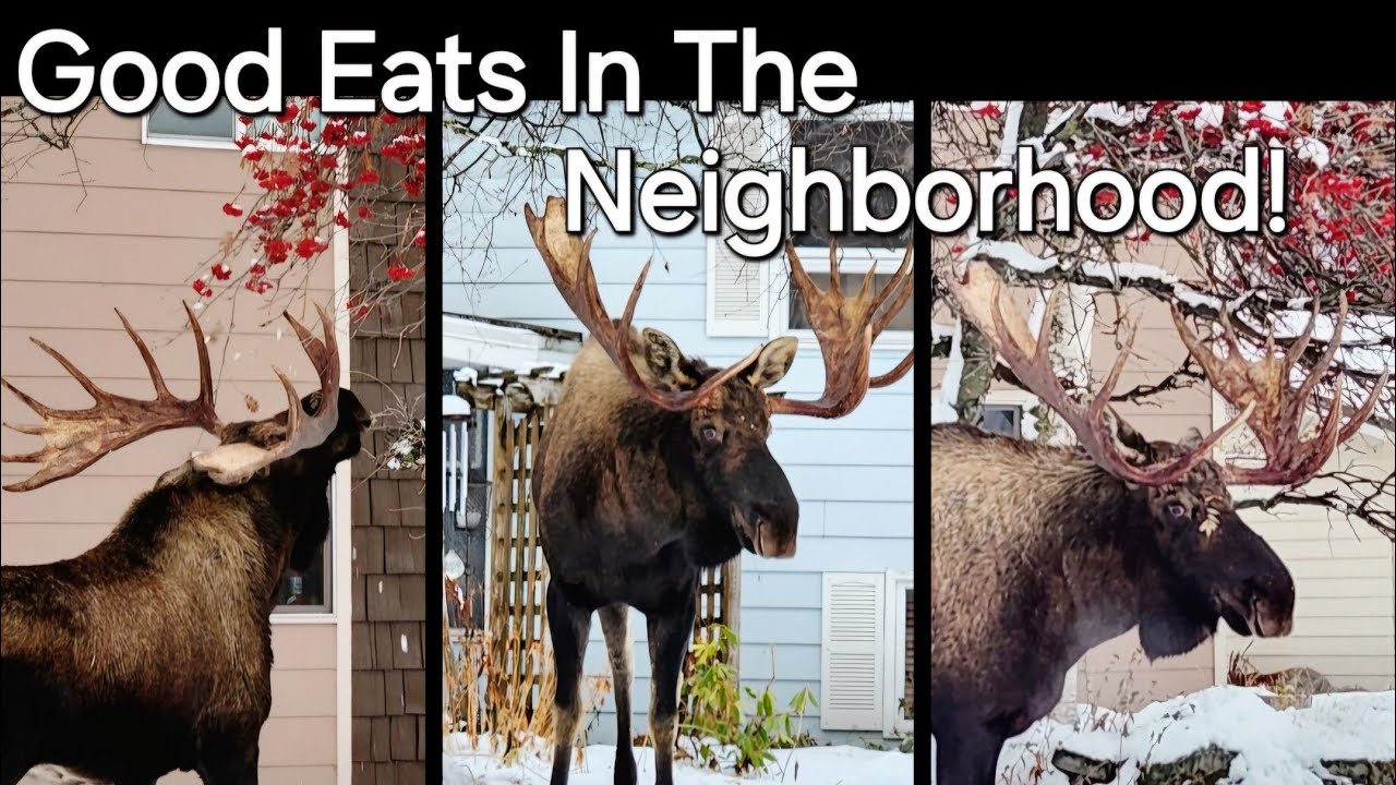 Bull Moose Enjoys The Tasty Offerings of the Neighborhood
