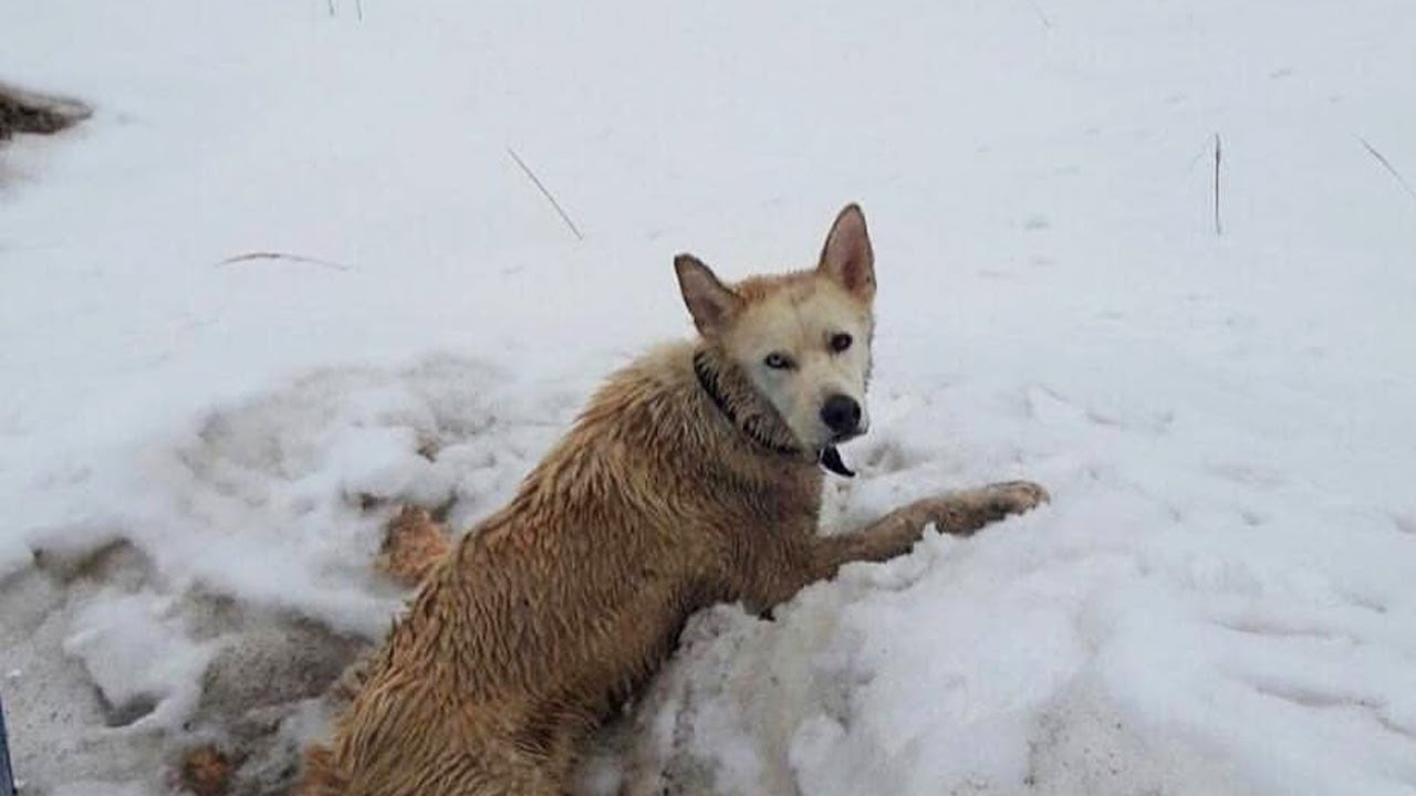 The dog's empty eyes were soaked in ice and couldn't move with multiple wounds on his body