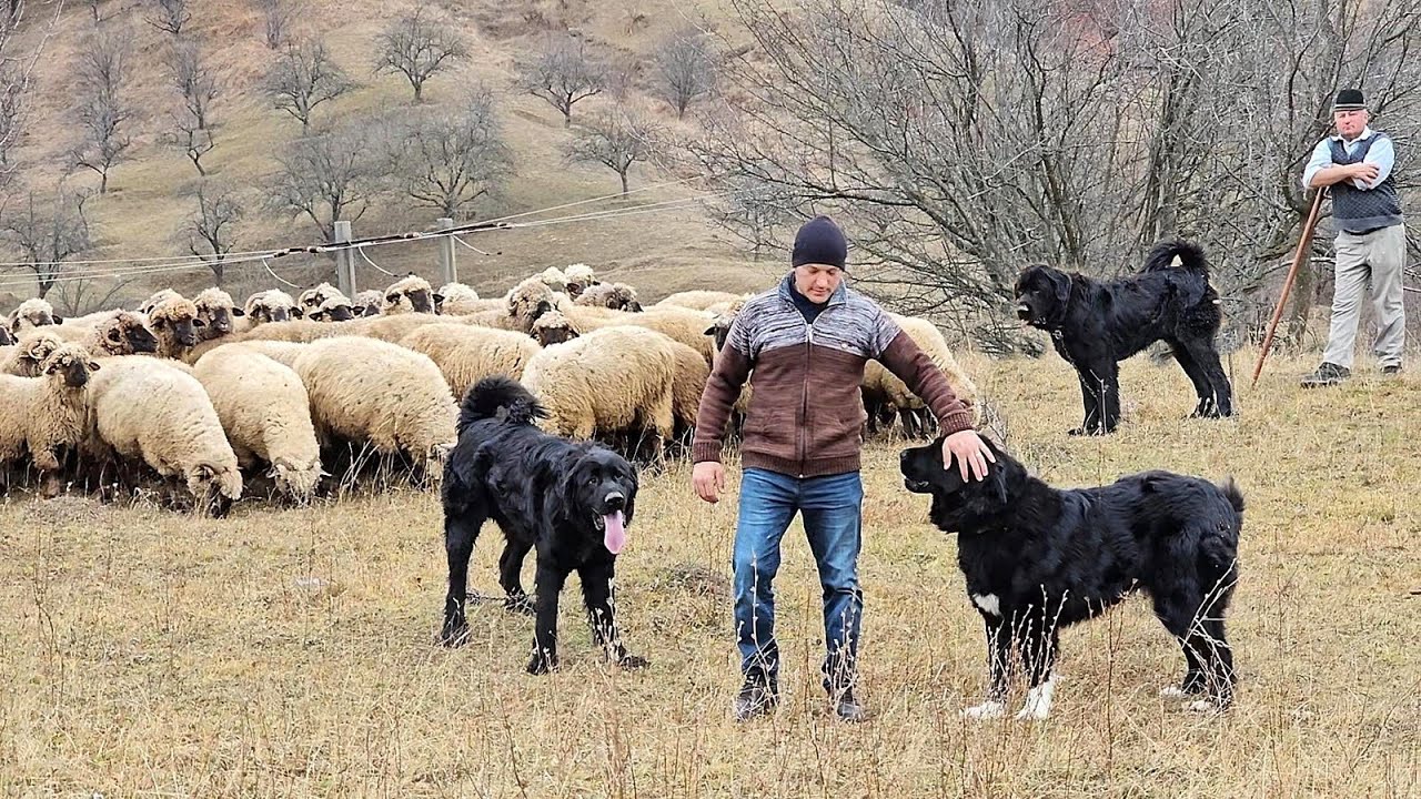 CIOBANESTI CORBI URIASI INSOTESC OILE LA PASUNAT,PE DEALURILE DIN NUCSOARA,CU CATALIN DUMITRESCU