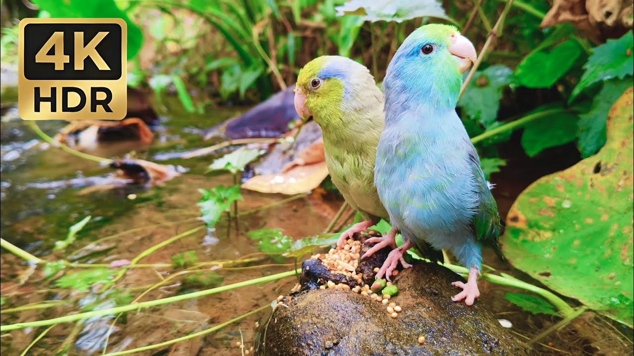 Zen Moment with Wild Parrotlets on a River Stone | 1 Hour Peaceful Water & Bird Sounds
