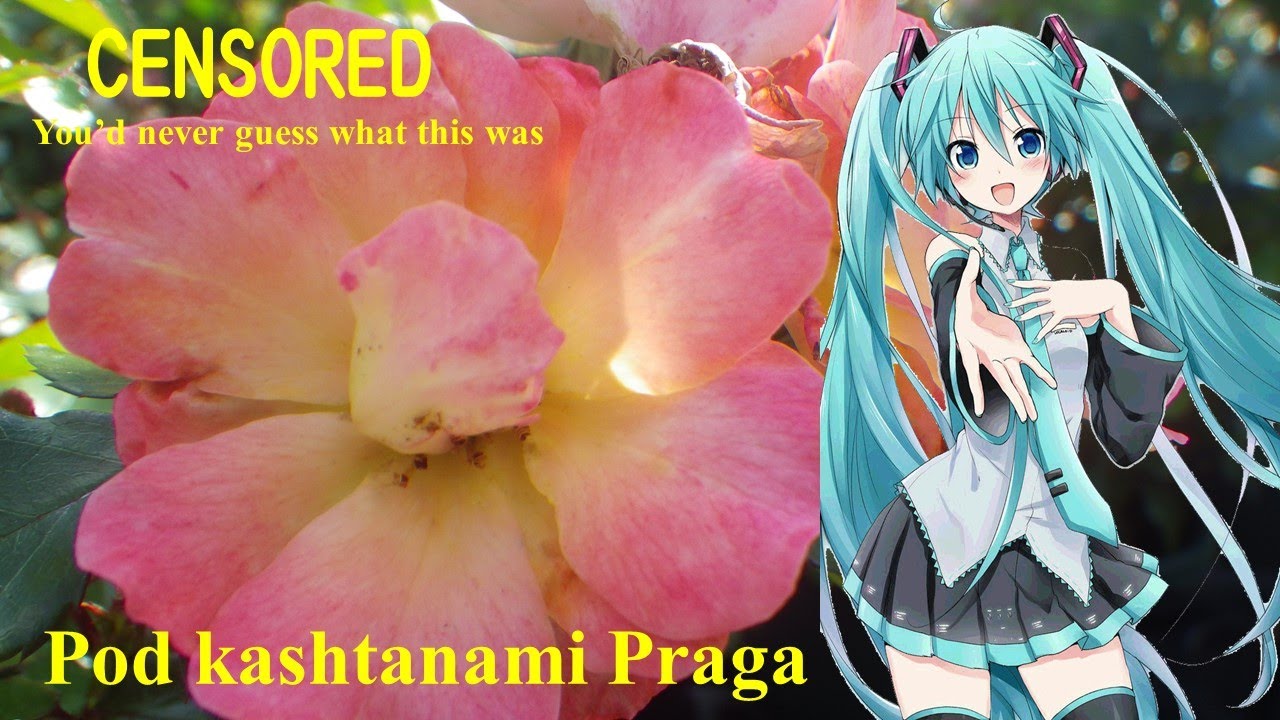 【Hatsune Miku】 第七旅団の歌.；Pod kashtanami Praga.【Vocaloid 3】 初音ミク