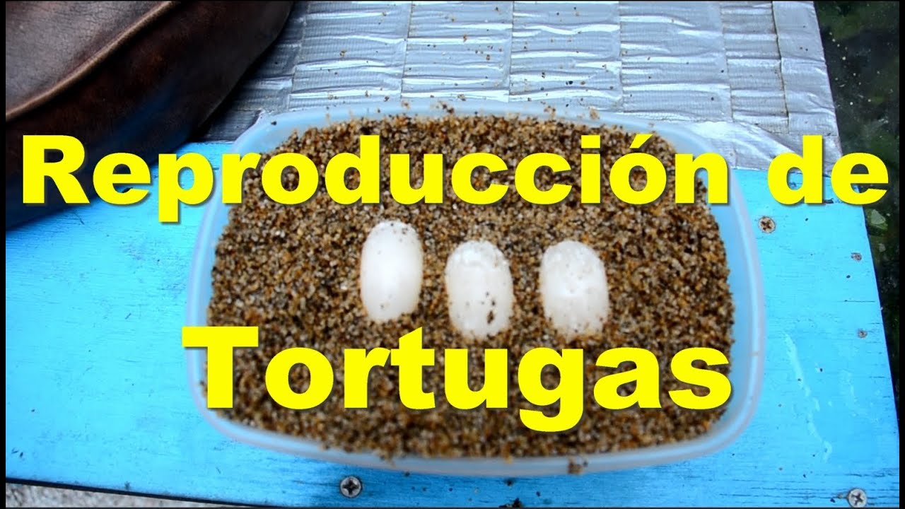 Huevos de Claudius Angustatus I SpyderÑa