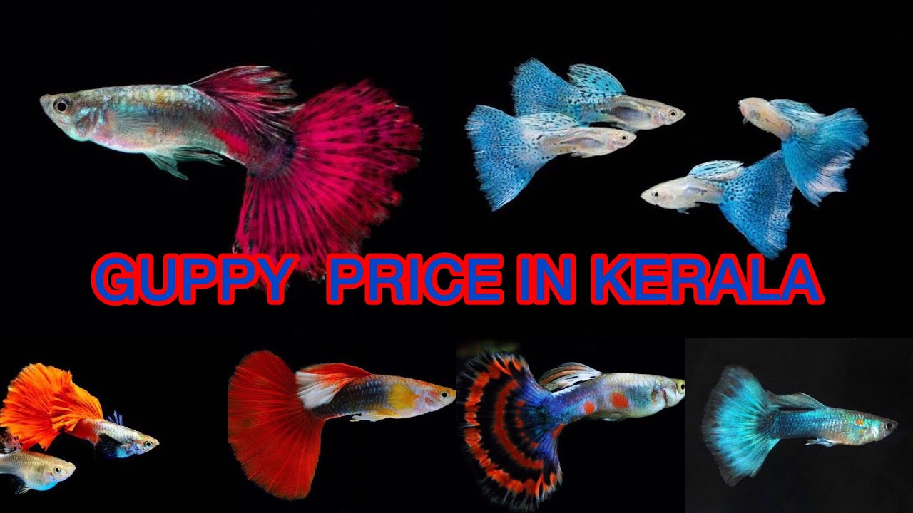 Guppy price in kerala | Guppy rate | Guppy price Malayalam