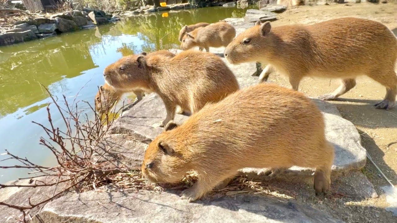 Детеныш капибары внезапно нырнул в воду 💛 [Япония]