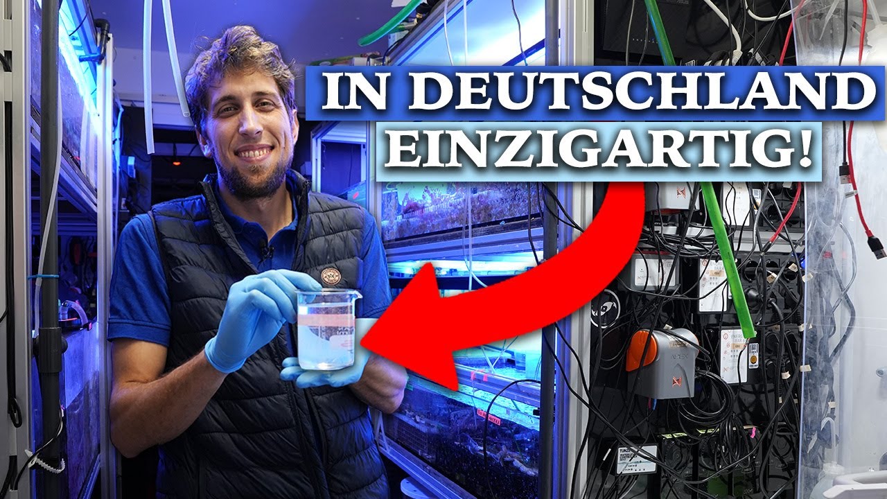 KORALLEN-SEX im AQUARIUM - Erneutes Ablaichen von Korallen in Deutschland!