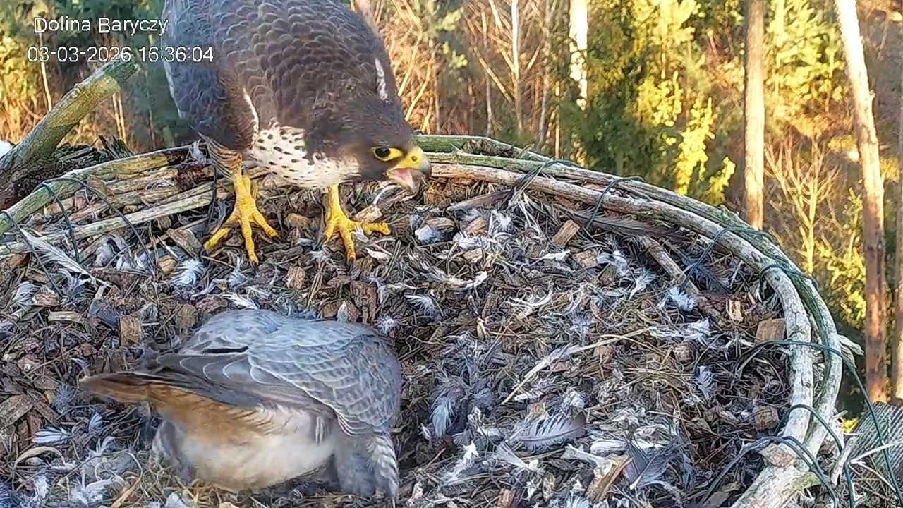 Spotkanie Borek i nowa samica 3 03 2026 Dolina Baryczy sokoły wędrowne
