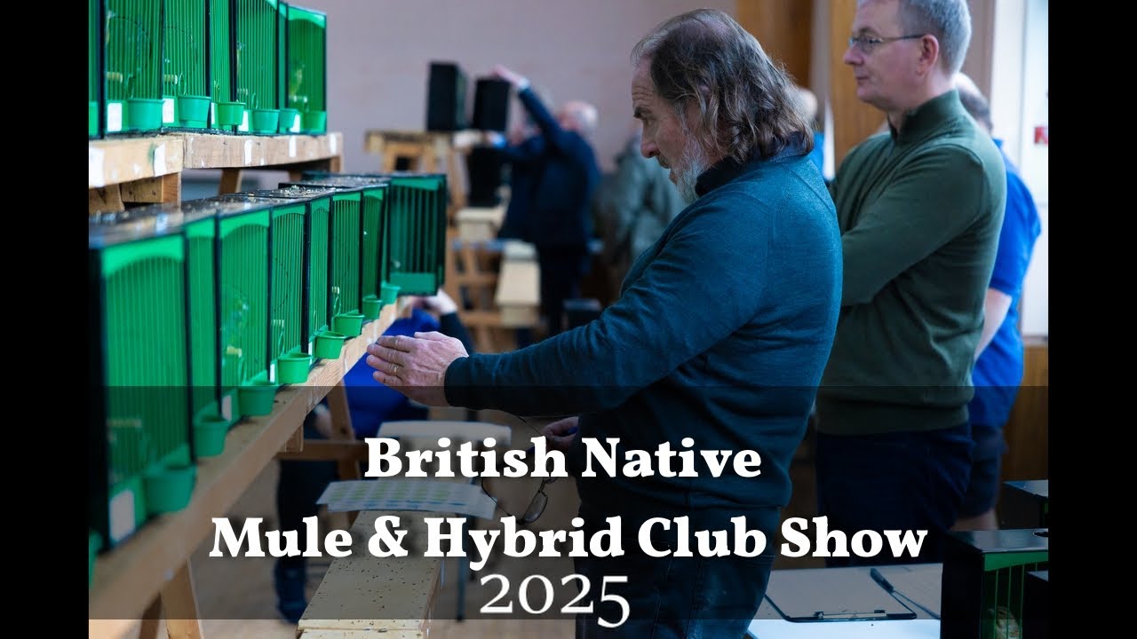 British Native Mule & Hybrid Club Show 2025