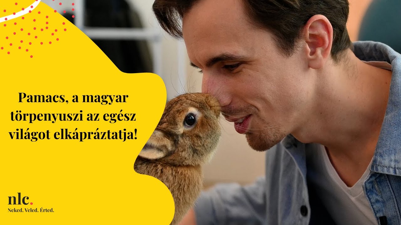 Pamacs, a magyar törpenyuszi az egész világot elkápráztatja! | nlc