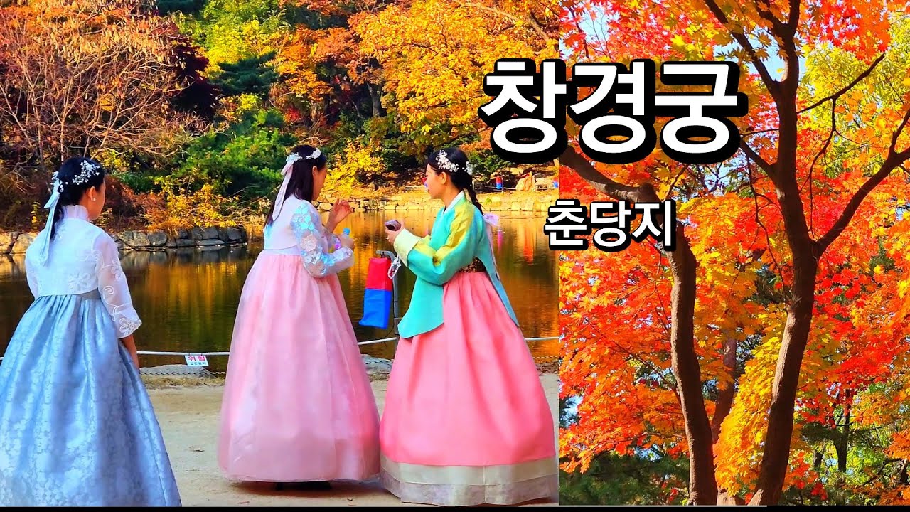 창경궁 단풍을 즐기는 외국인들/천천히 물드는 단풍나무Changgyeonggung Palace Autumn Foliage