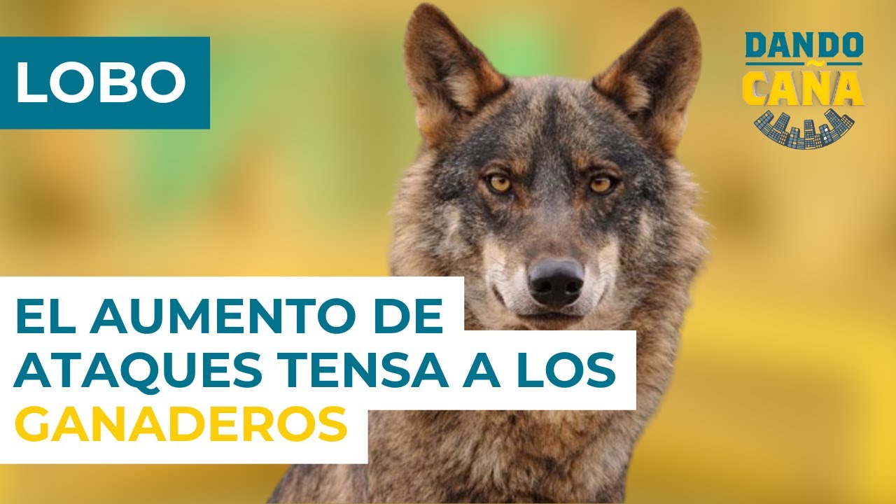 Se disparan los ataques del lobo en España