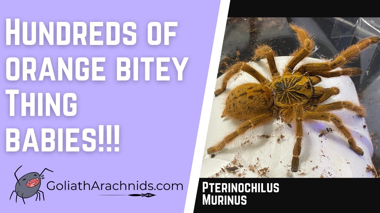 Pterinochilus Murinus- Orange Baboon Tarantula Egg Sac Removal
