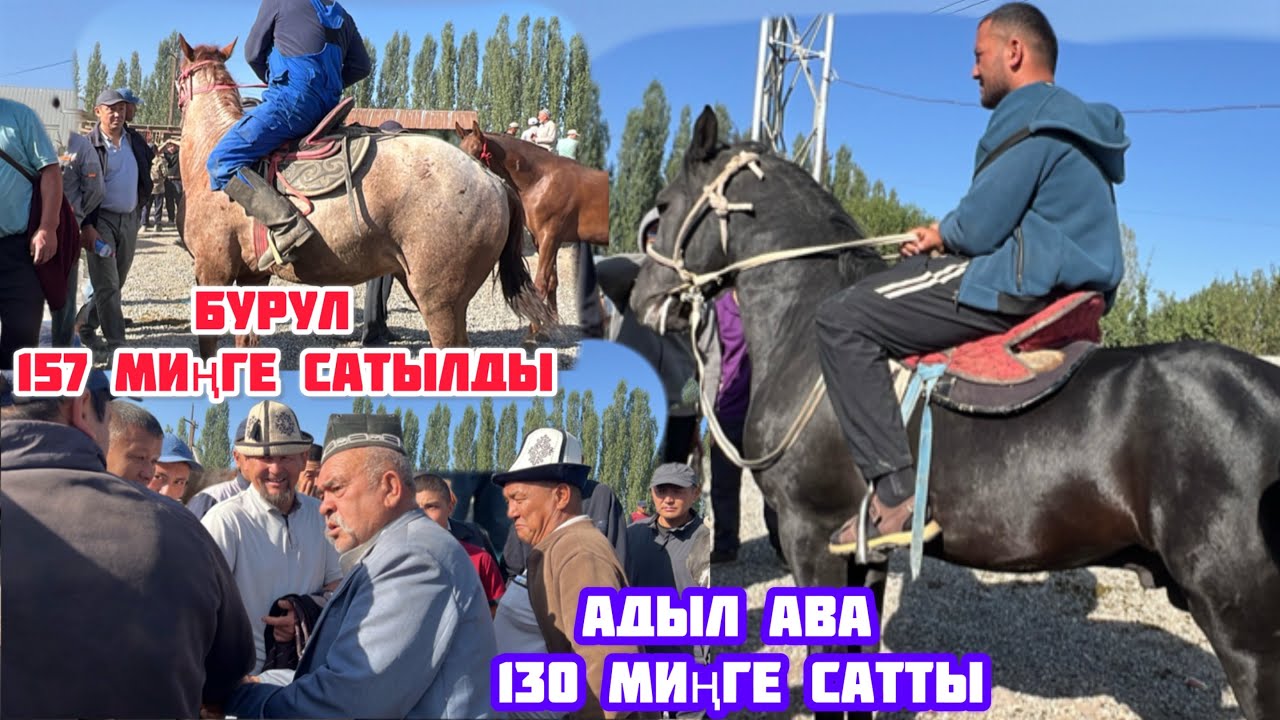 НООКАТ ЖЫЛКЫ БАЗАРЫ 31 август  2025  Жыл