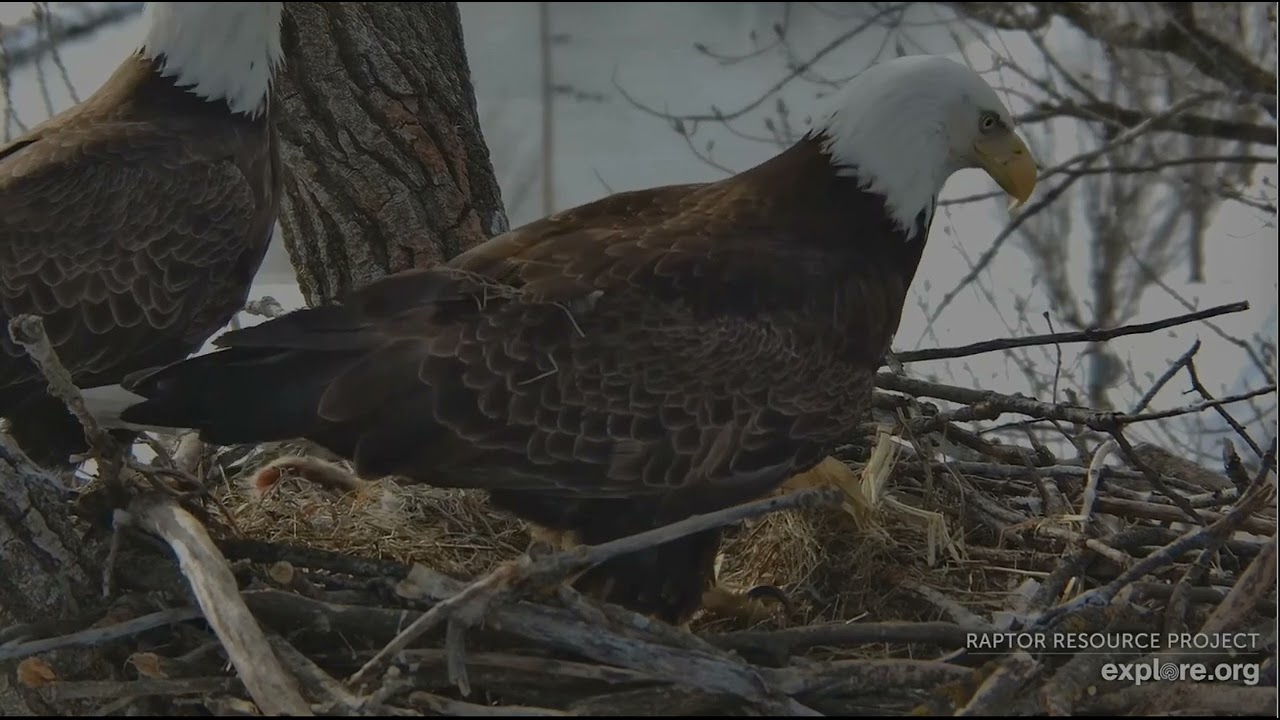 Decorah Eagles 2-27-26, 9:24 am HM2 calls, HD brings sticks, HM2 gets a nice flying break