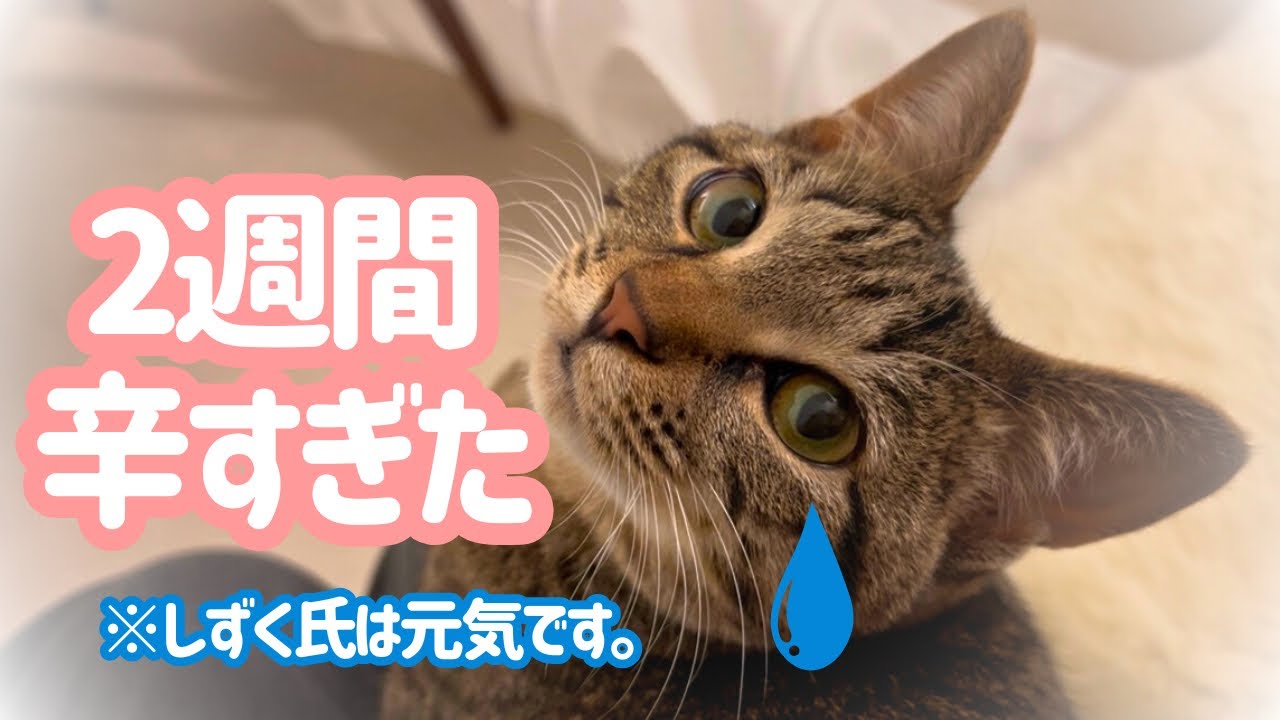 チャンネルをお休みしていた理由と今後の投稿についてお話します