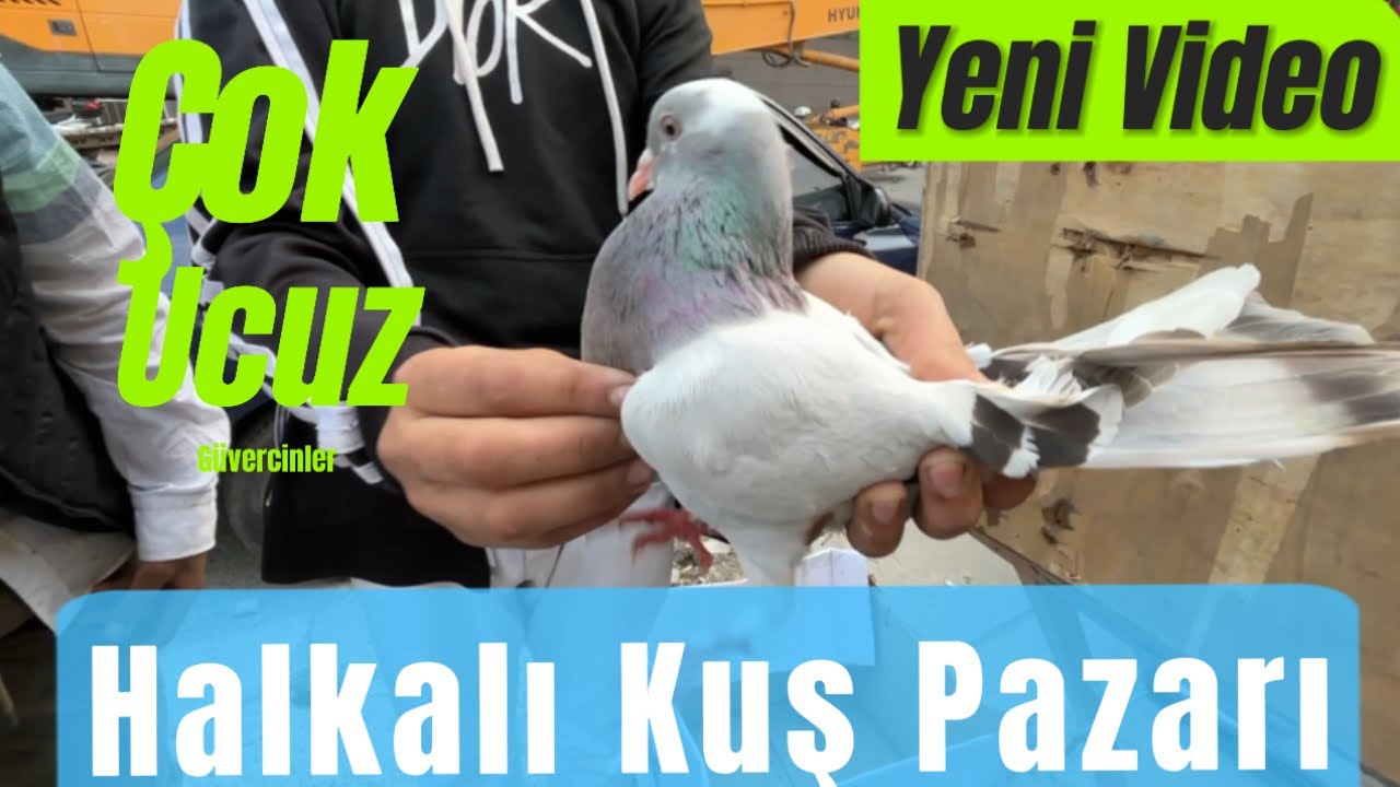 Halkalı Kuş Pazarı yeni #kuşpazarı #güvercin