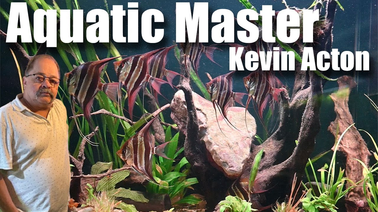 Visiting the fishroom of an Aquatic Master: Kevin Acton