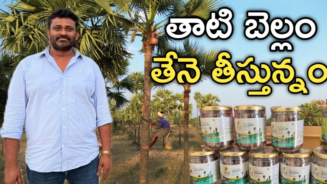 తాటి బెల్లం, ఈత బెల్లం చేస్తున్నం | Palm Jaggery Making | రైతు బడి