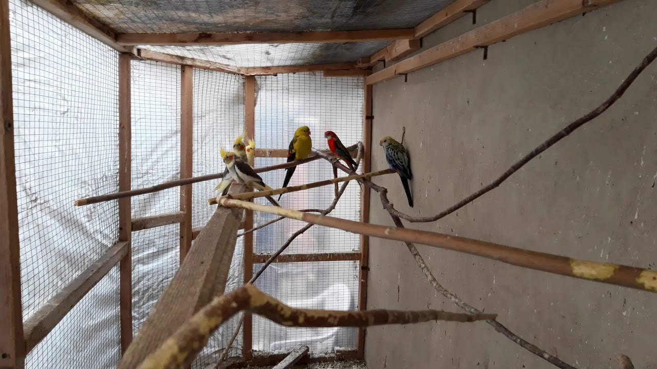 попугай корелла-нимфа // секреты разведения