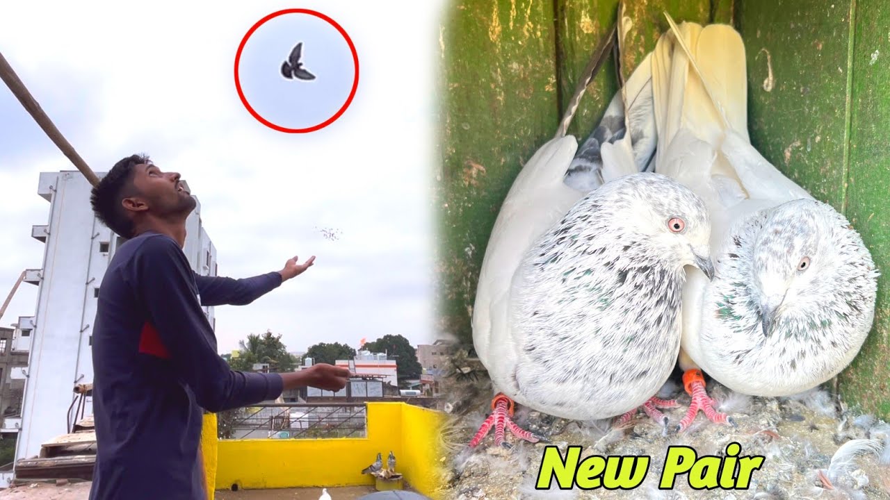 Arey Wah New High Flying Pigeon Pair😍