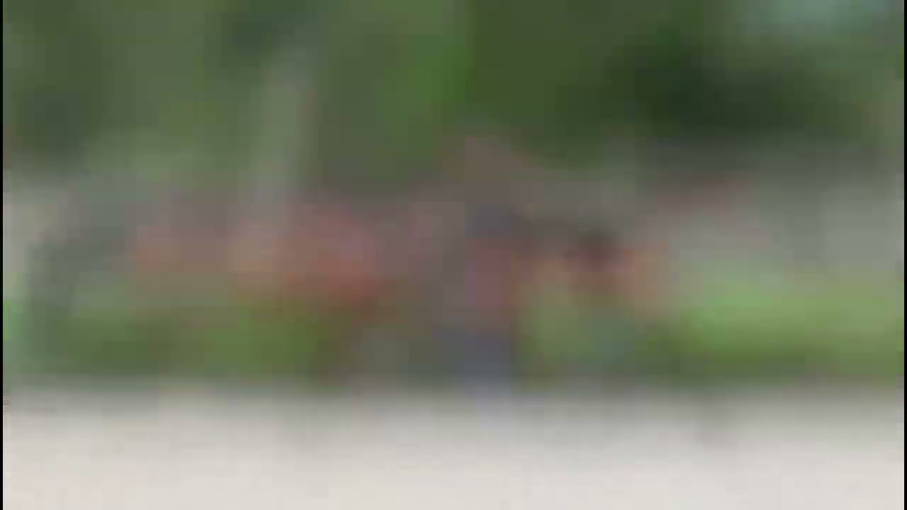 Foal // I'm special de Muze x Caretino x Contender // 2024 // Stallion