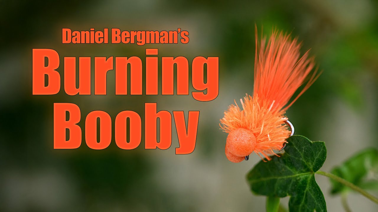 Burning Booby by Daniel Bergman