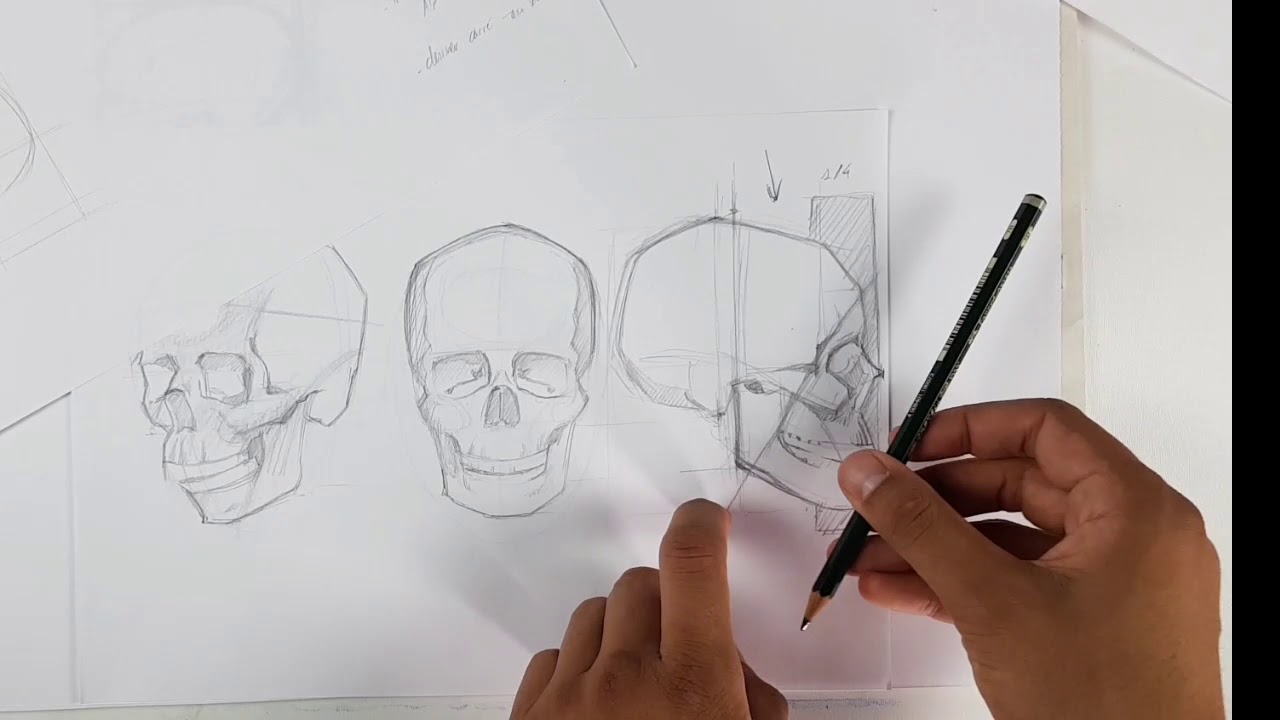 Un dessin du squelette (crane) aux bonnes proportions