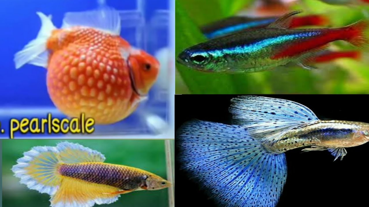 2021 New Fish Stock Available