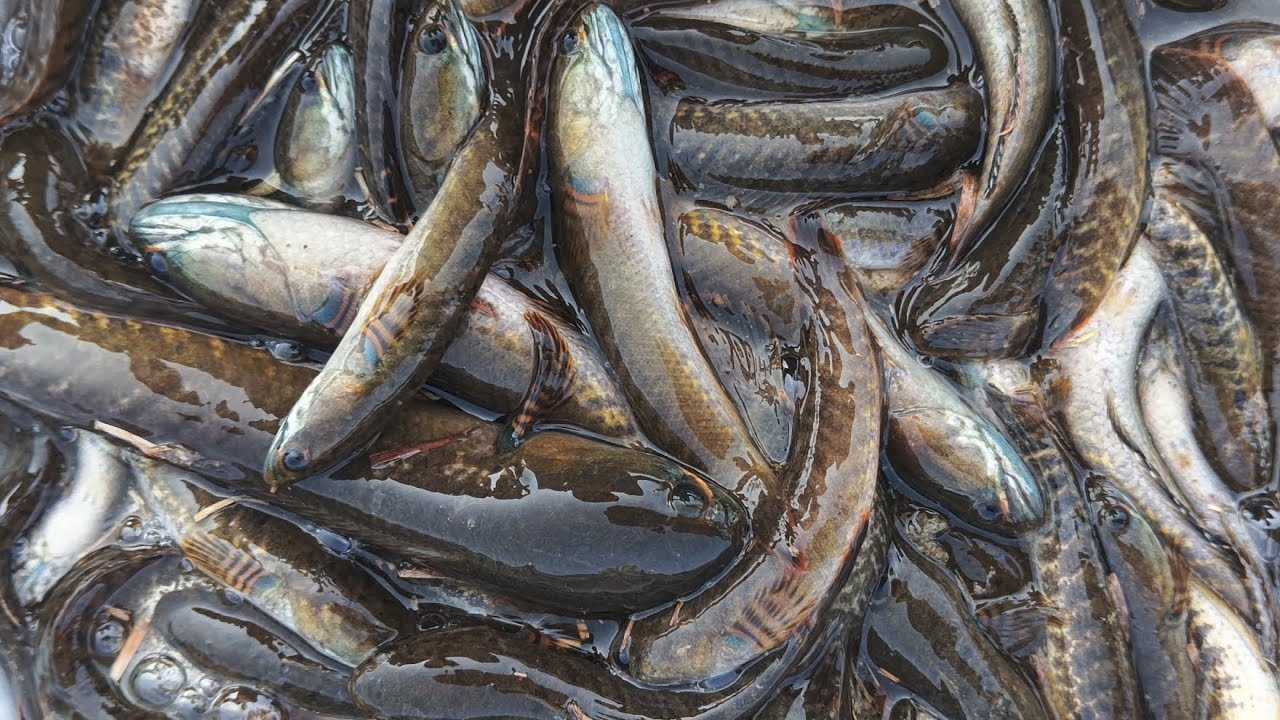 My New post viral fishing top level