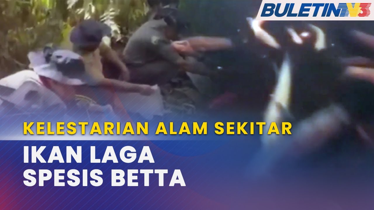KELESTARIAN ALAM SEKITAR |&nbsp;3,000 Ikan Dilepaskan Di&nbsp;Hutan Simpan Ayer Hitam Utara