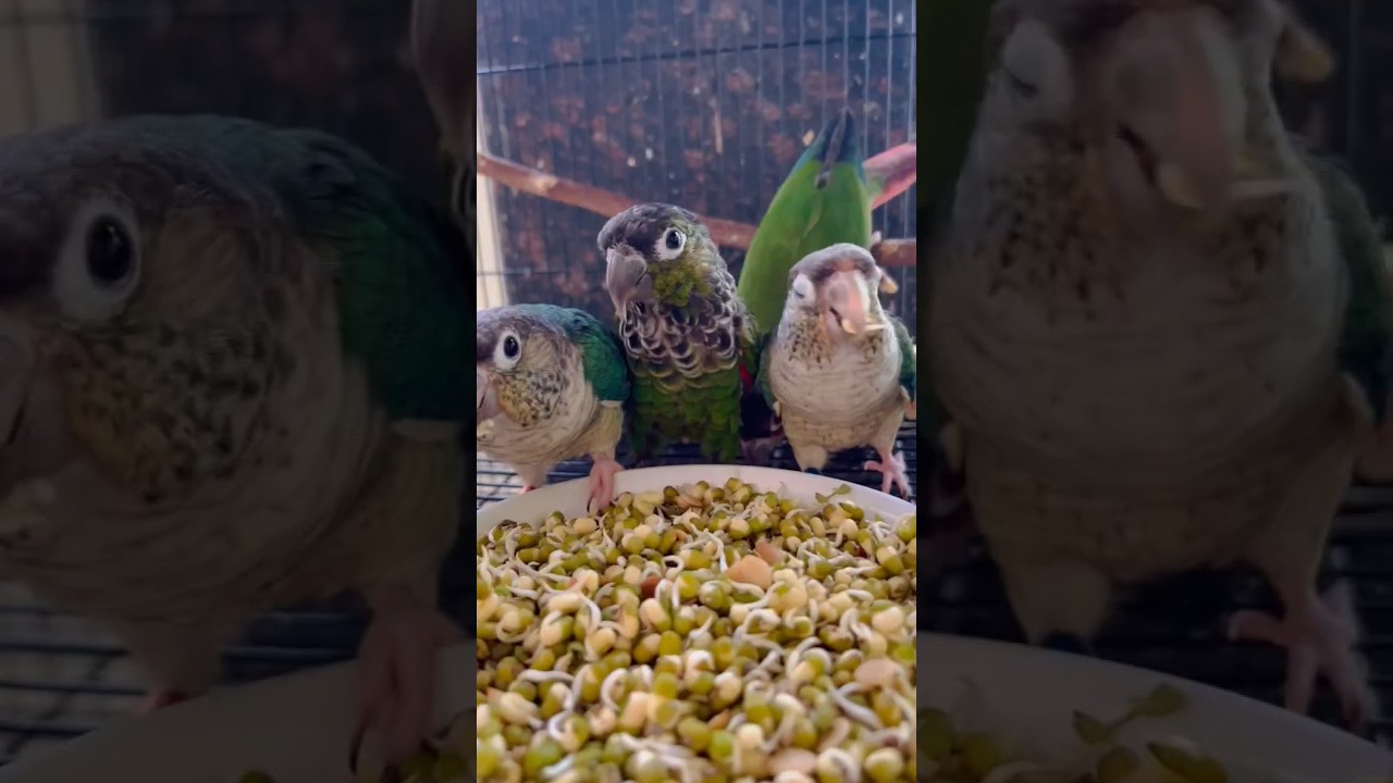 new mix food #softfood #conure #bird #sortvideo #parrot