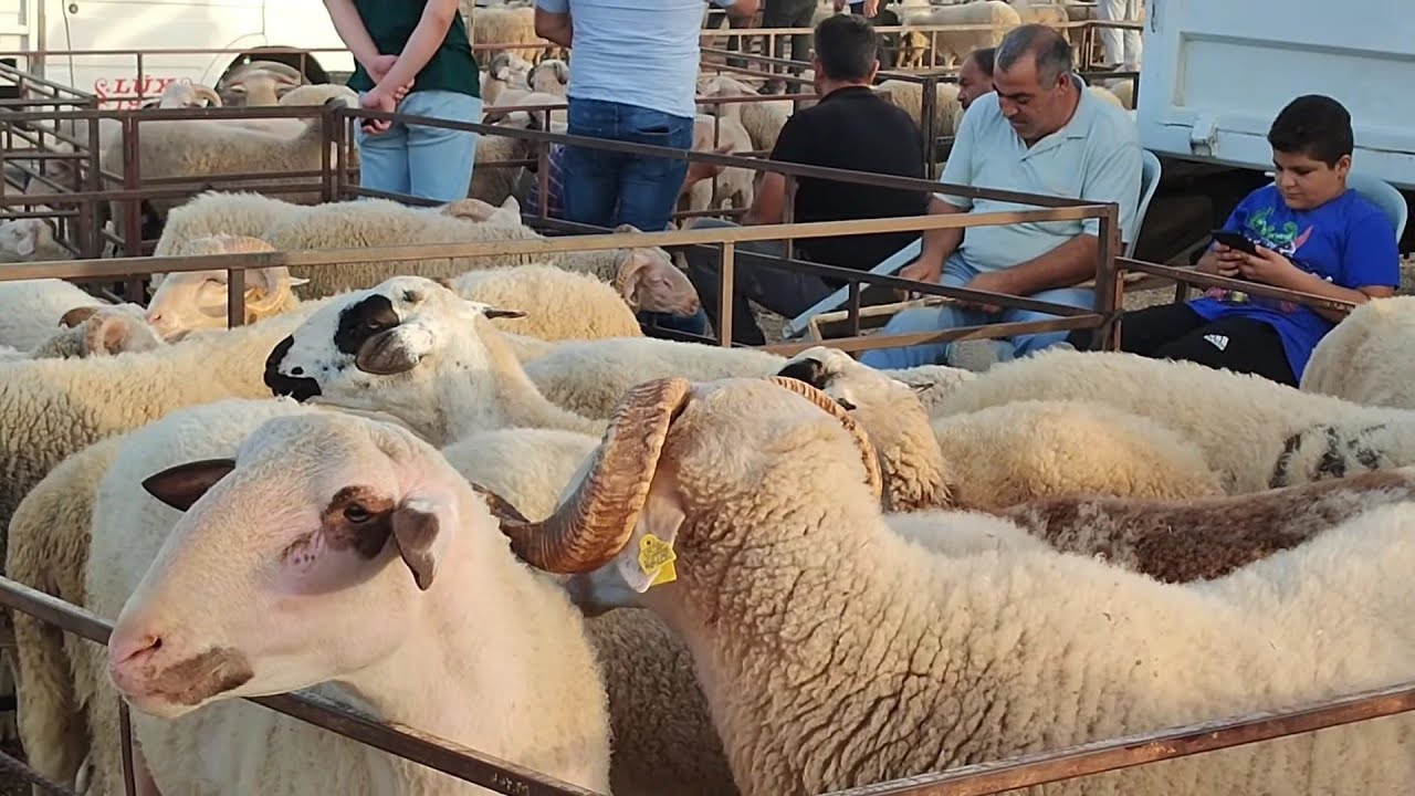 TORBALI HAYVAN PAZARI KALİTE KONUSUNDA SINIR TANIMİYOR#hayvancılık#keçi#koyun