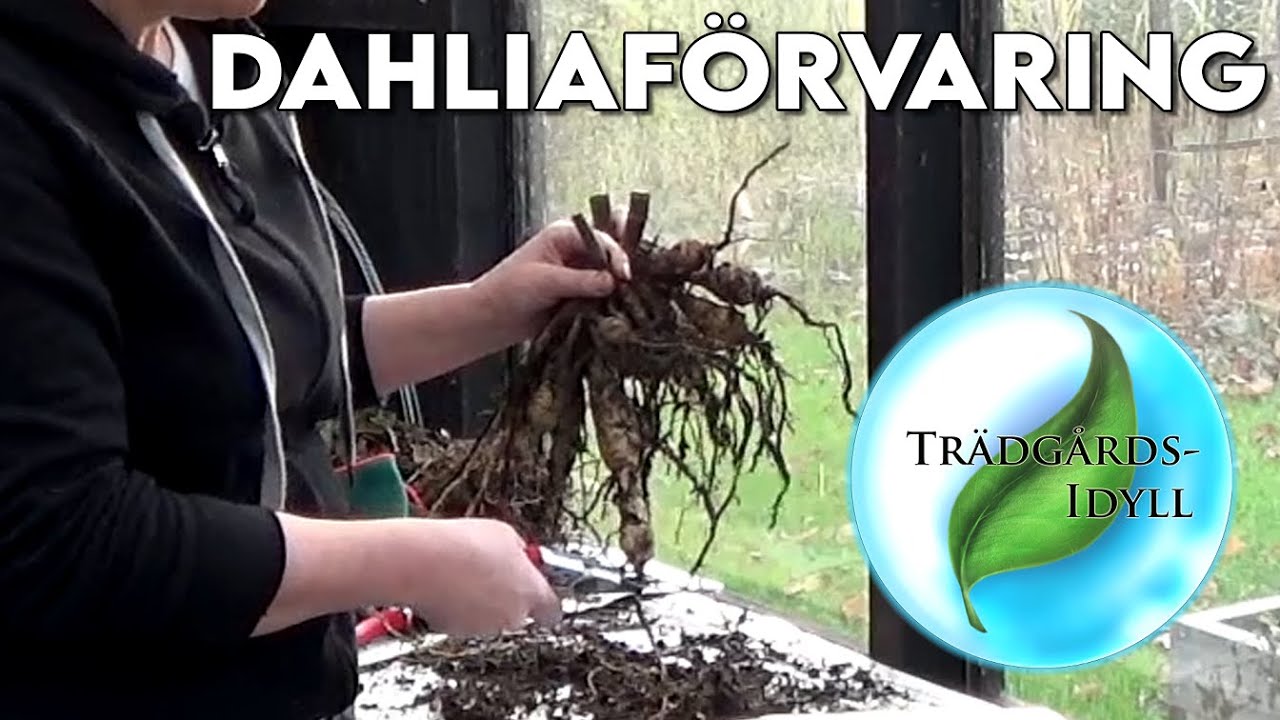 Förvara dahliaknölar över vintern