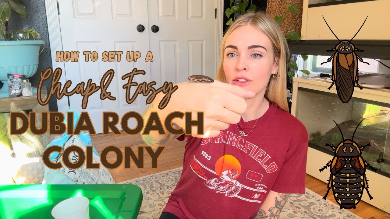 How Set Up A Dubia Roach Colony / Breed Your Own Feeders For Your Reptiles!