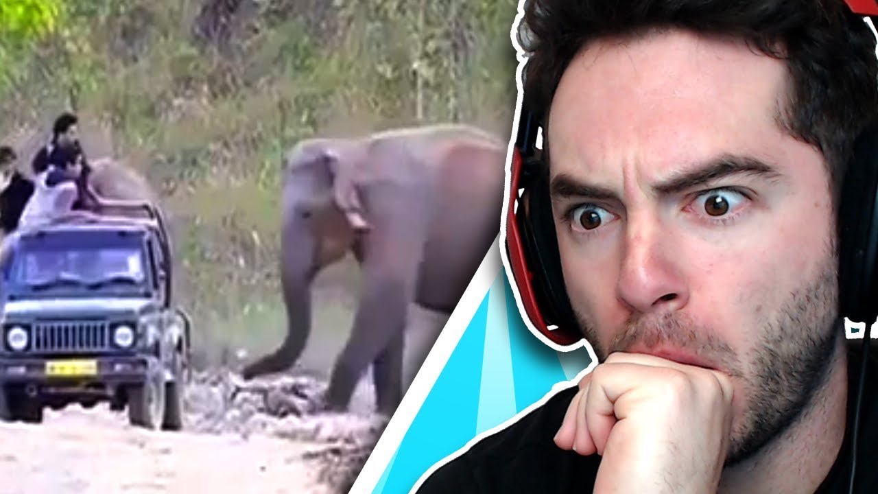 Elephant Vs. Car (NONONONOYES #5)