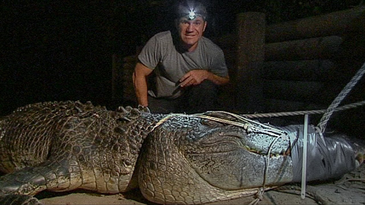 Catching a Giant Crocodile | Deadly 60 | BBC Earth Explore