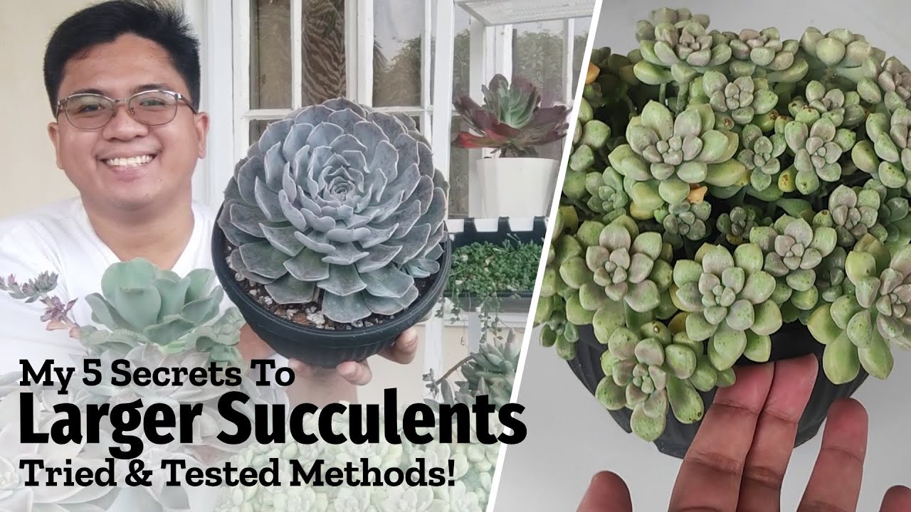 My 5 Tips to Growing LARGE & LUSH Succulents!
