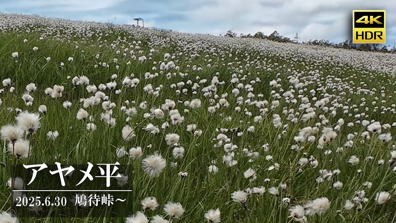 “圧巻”ワタスゲ超満開！【天井の楽園アヤメ平2025】✴︎4K映像