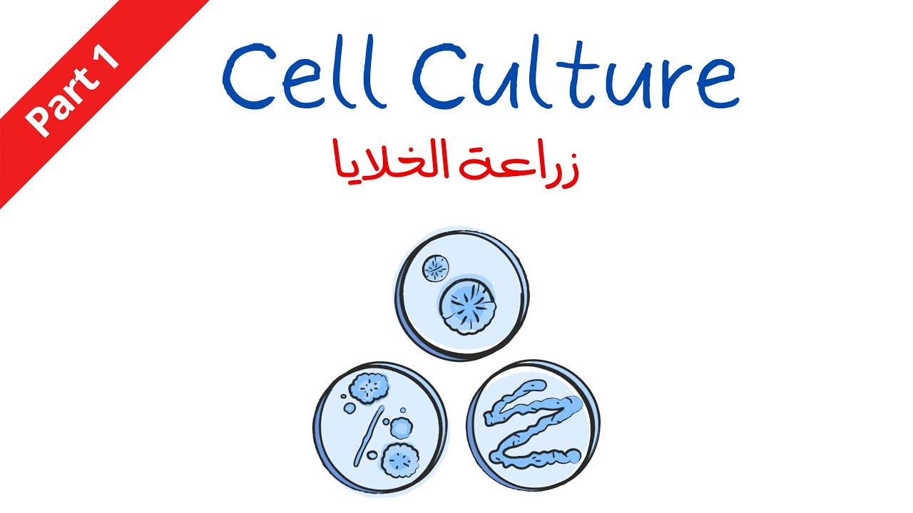 شرح تقنية زراعة الخلايا cell culture بالعربي