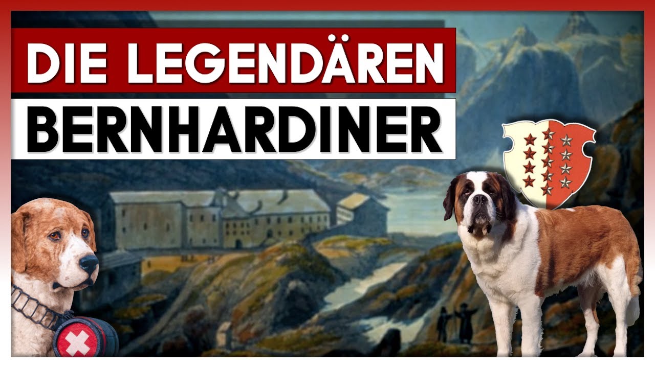 Die legendären Bernhardiner | Lebensretter am Grossen St. Bernhard!