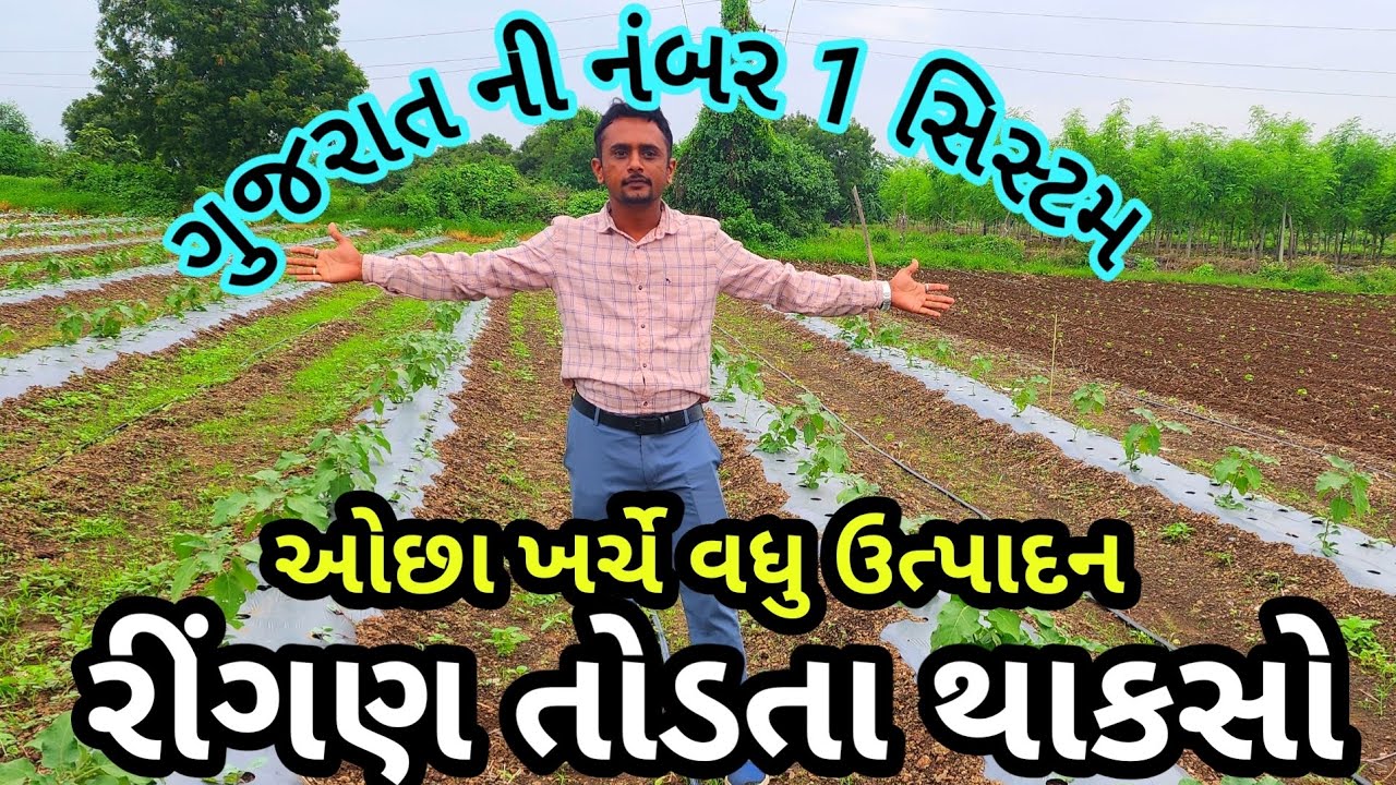 રીંગણ તોડતા થાકશો || Ringan ni kheti  || 9909887736 || રીંગણ ની માહિતી