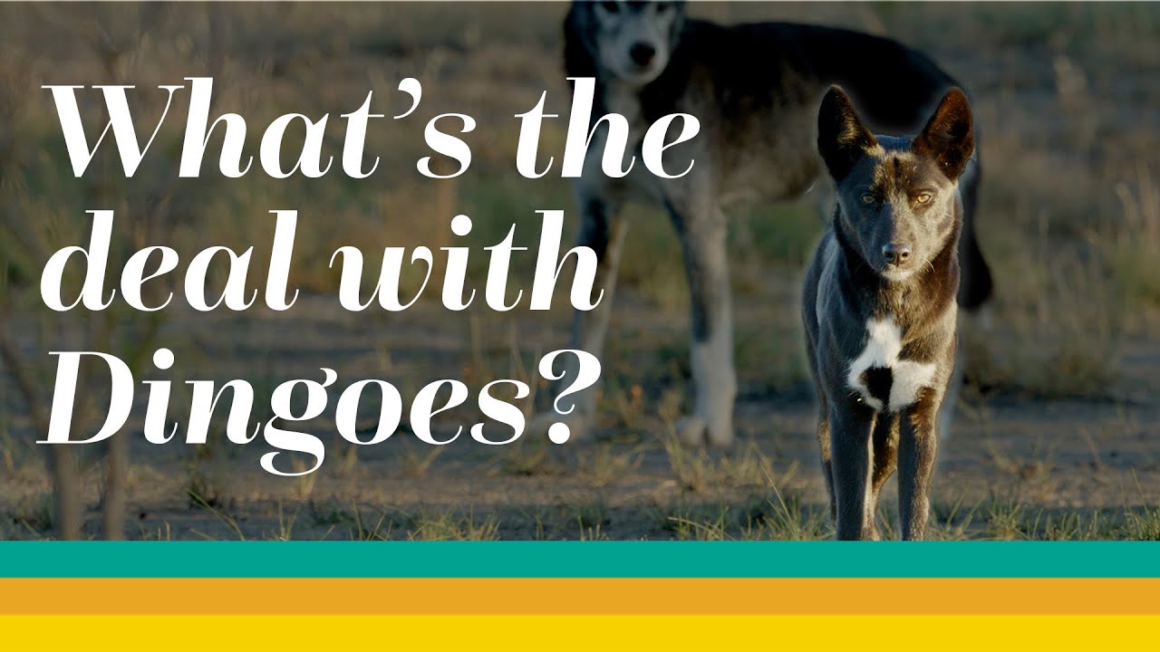 What's the deal with Dingoes - webinar