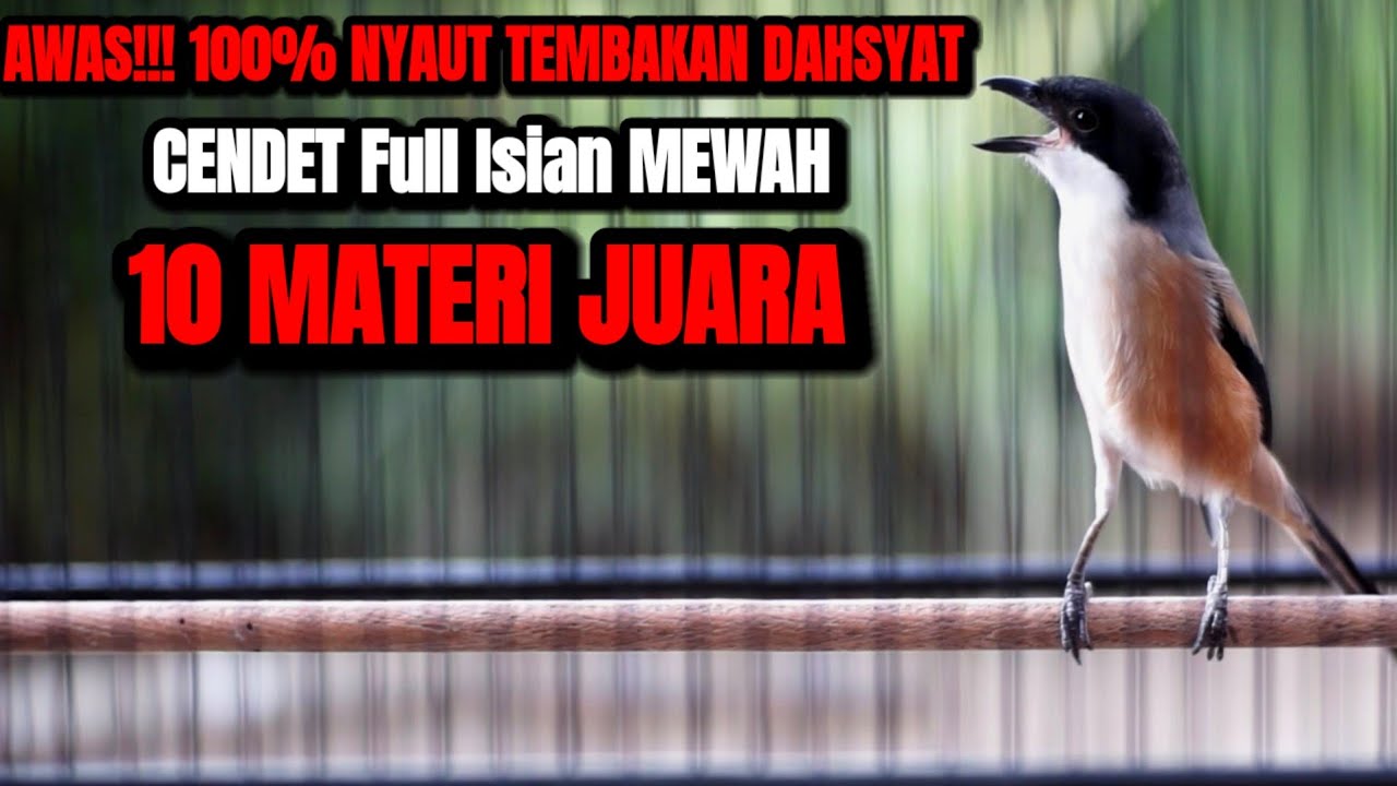 PANCINGAN BURUNG CENDET JUARA DIJAMIN CENDET SUSAH BUNYI LANGSUNG NYAUT