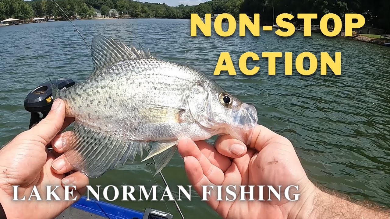 Lake Norman Vertical Jigging - Perch, Crappie, Bass | Summer Fishing for Perch & Crappie Lake Norman