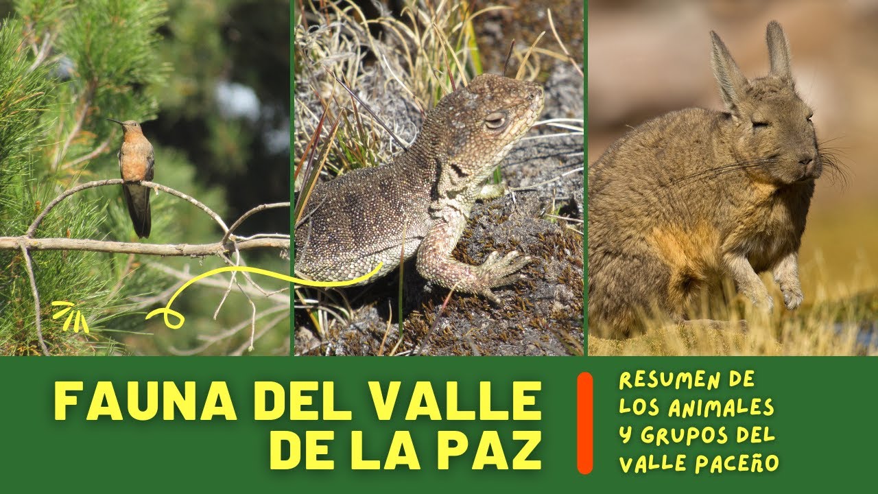 Fauna del Valle de La Paz